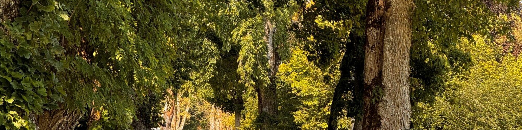 Fyra personer som står i allén